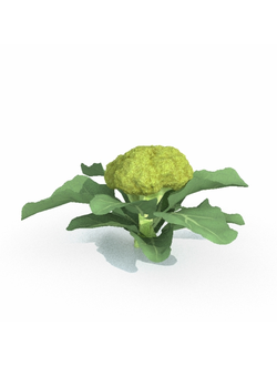 рассада Брокколи 10