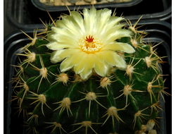 Wigginsia macrogona NEDUCHAL - 5 семян