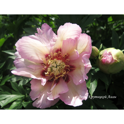Пион Pastel Splendour (Пастель Сплендор)