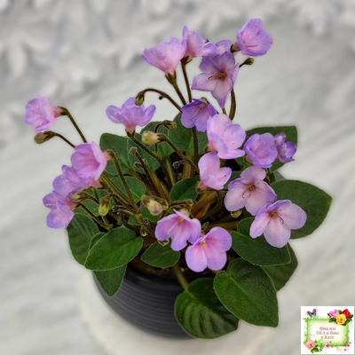 Frosted Fantasy спорт трейлер