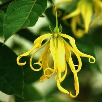 YLANG YLANG EXTRA EO (MADAGASCAR) / Иланг иланг 100% эфирное масло