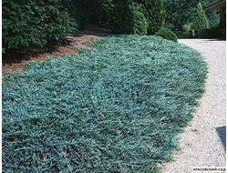 Можжевельник горизонтальный Блю Чип (Blue Chip) -Фотография - Красовский-Сад.рф