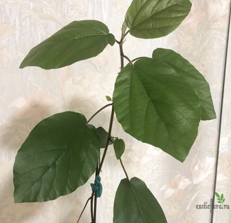 Ficus Sp. / фикус природник