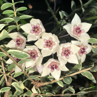 Hoya gildingii