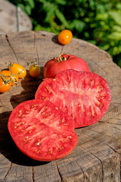 Томат Кристина Ватчева ( Kristina Vatcheva), 10 шт