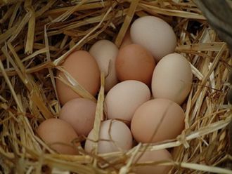 Куриные яйца деревенские купить
