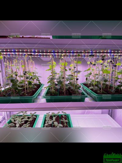 Стационарная камера Терра-Макси (12х2,16х2,06 м.п.) 16 стеллажей