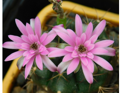 Gymnocalycium spec. VoS-49 - 5 семян