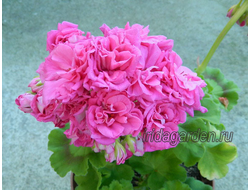 Пеларгония Lara Harmony