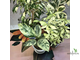 Ficus elastica "shivereana" / фикус эластика шивериана