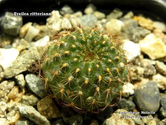 Frailea ritteriana - 5 семян