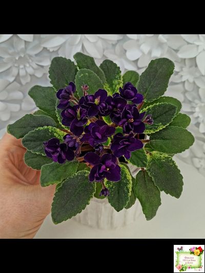 ЛЕ-Мия (Е.Лебецкая) 2018 г.