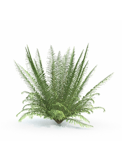 папоротники Многорядник защищенный 1