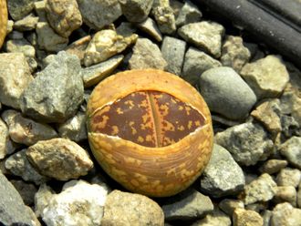 Lithops aucampiae (Kuruman form) C012 (MG-1550.1)