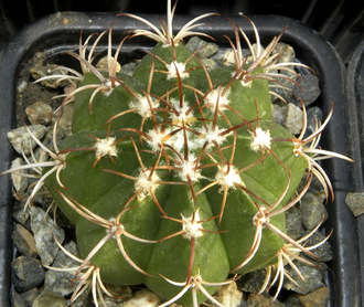 Melocactus matanzanus (D=35mm)