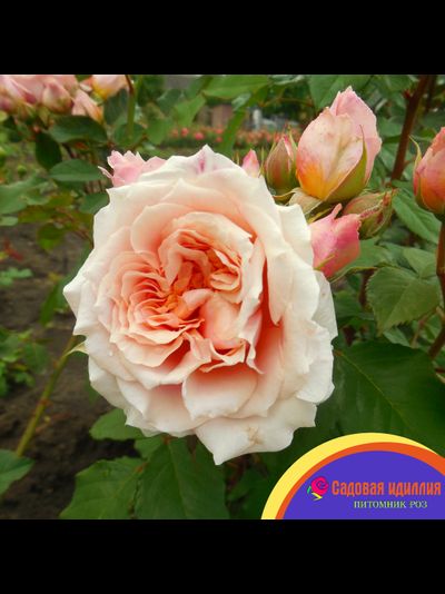 Поль Бокюз (Poul Bocuse)