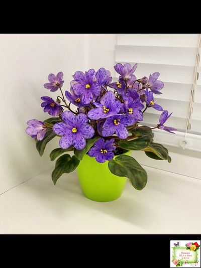 Winnie The Pooh (LLG/Sorano) (клакамас)