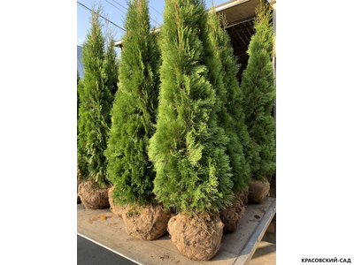 Голден Смарагд купить - Красовский-Сад.рф