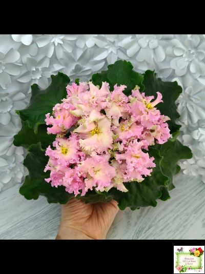 АВ-Златые Горы (Фиалковод) 2021 г.