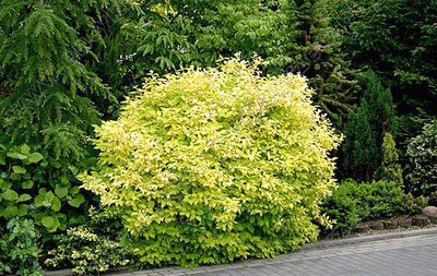 Чубушник венечный Aureu (Жасмин)