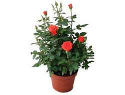 Горшечное растение (№12 011) Роза "Parad"