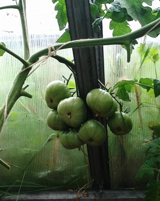 Семена томата Греческая мама Криса/ *нов 2025