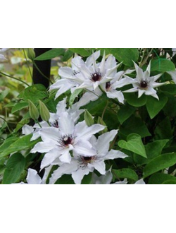 Клематис Snow Queen (Сноу Квин), контейнер р9