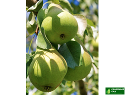 Груша "Чижовская"