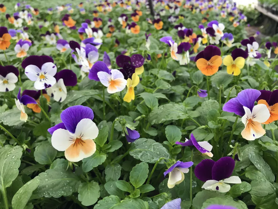 Виола рогатая серии Penny, Jump up mix