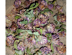 Клевер, цветки