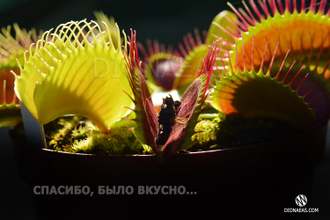 Dionaea muscipula Giant rosetted