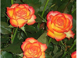 Тукан (Tucan), срезочная, Tantau .15