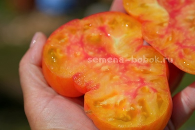 Томат Dwarf Wherokowhai (Гном Фероковкай), 10 шт