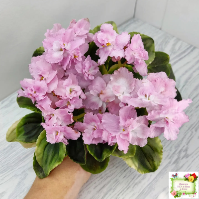 РС-Утренний Пляж (С. Репкина) 2020 г. (клакамас с кроновой пестролистностью)