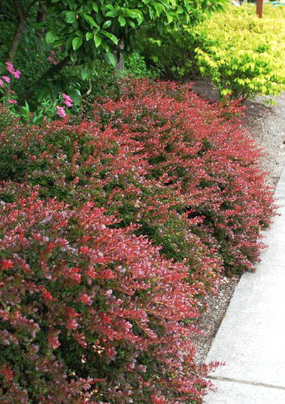 Барбарис Тунберга Bagatelle, C2