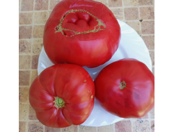 Томат Розовый гигант м-ра Андервуда (Mr. Underwood's Pink German Giant)