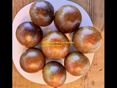 Томат Космическое затмение (Cosmic Eclipse)