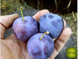 СЛИВА ДОМАШНЯЯ "БОГАТЫРСКАЯ" ( ПОЗДНЯЯ, крупная)