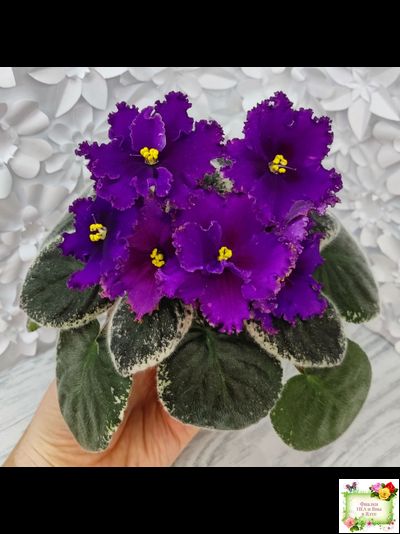 РМ-Глаз Дракона (Н. Скорнякова) 2021 г.