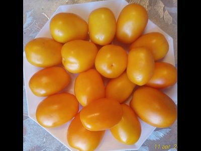 Томат Сливка Бендрика желтая