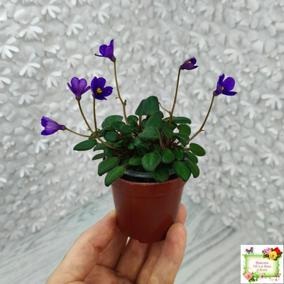 Senk's Fruit Fly (R.Follet/D.Senk)