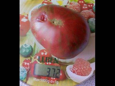 Томат Гном Малиновая нерка (Dwarf Crimson Sockeye)