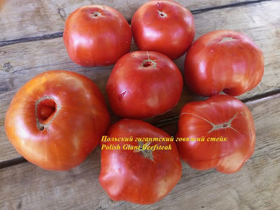Томат Польский гигантский говяжий стейк (Polish Giant Beefsteak)