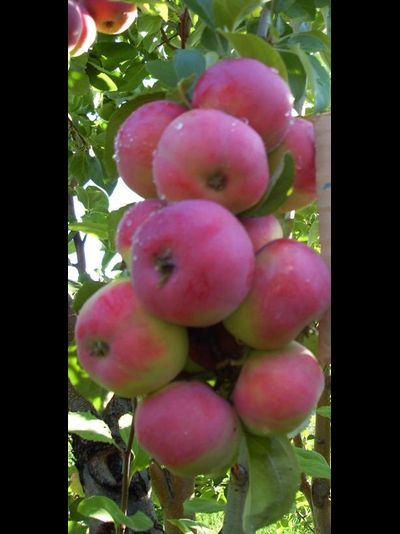 Горноалтайское (яблоня)