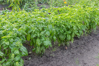 Базилик сладкий, линалоольный (Ocimum basilicum) 10 мл - 100% натуральное эфирное масло