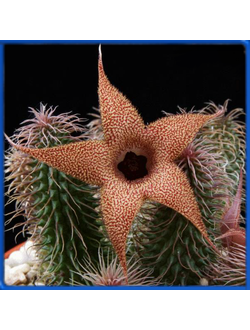 Huernia pillansii