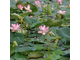 Лотос розовый / орехоносный (Nelumbo nucifera) абсолю 2 г