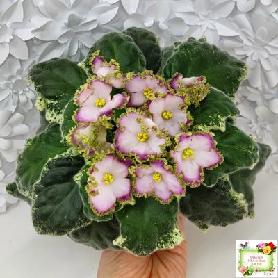 НД-Вербена (Н. Данилова-Суворова) 2021 г.