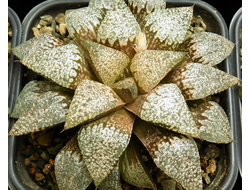 Haworthia sp. 1 (D=12 см)