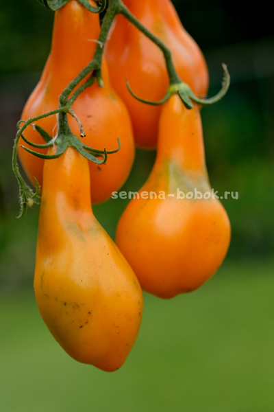 Томат Мила, 10 шт.